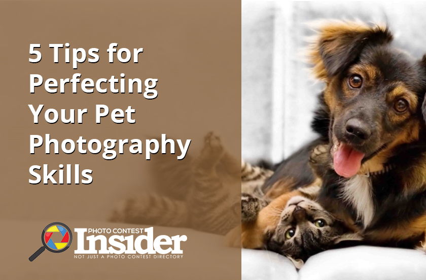 5 Tips for Perfecting Your Pet Photography Skills