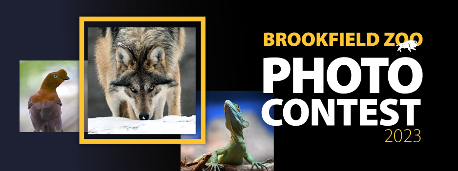 Brookfield Zoo Photo Contest 2023